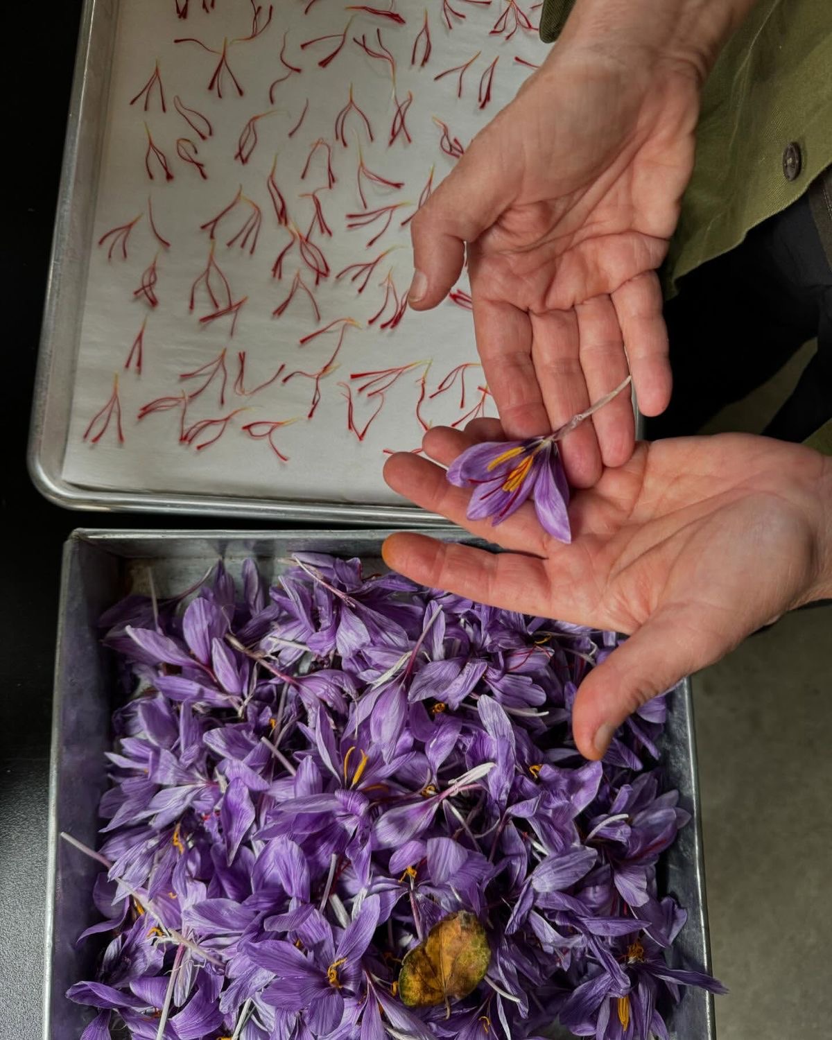 Kashmiri Mogra - Image 2