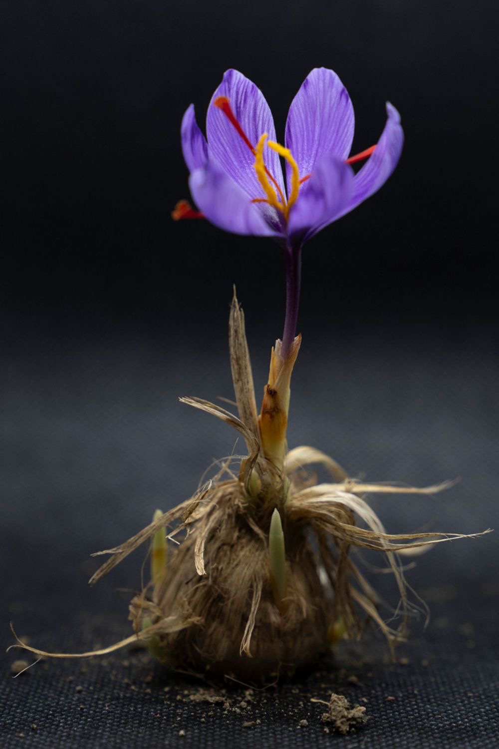 Kashmiri Mogra - Image 3